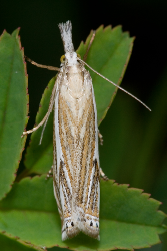 Crambus lathoniellus-03 (xndr).jpg © Svdmolen