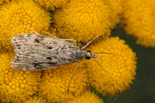 Eudonia.truncicolella.jpg © James K. Lindsey