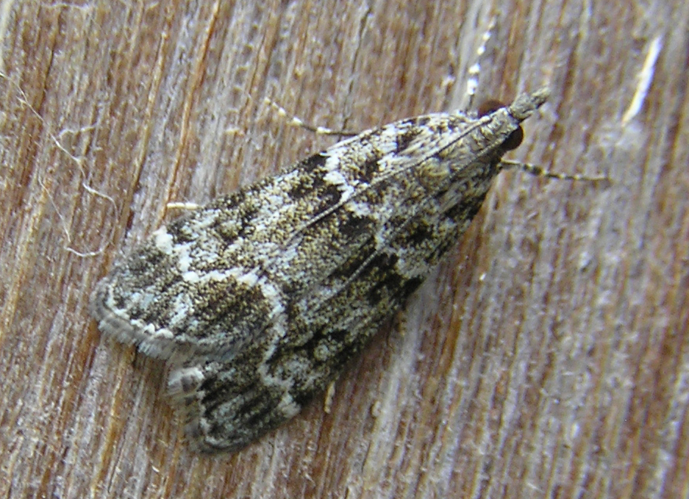 Eudonia.mercurella.FvL.jpg © Fvlamoen