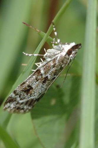 Scoparia.basistrigalis.jpg © James K. Lindsey