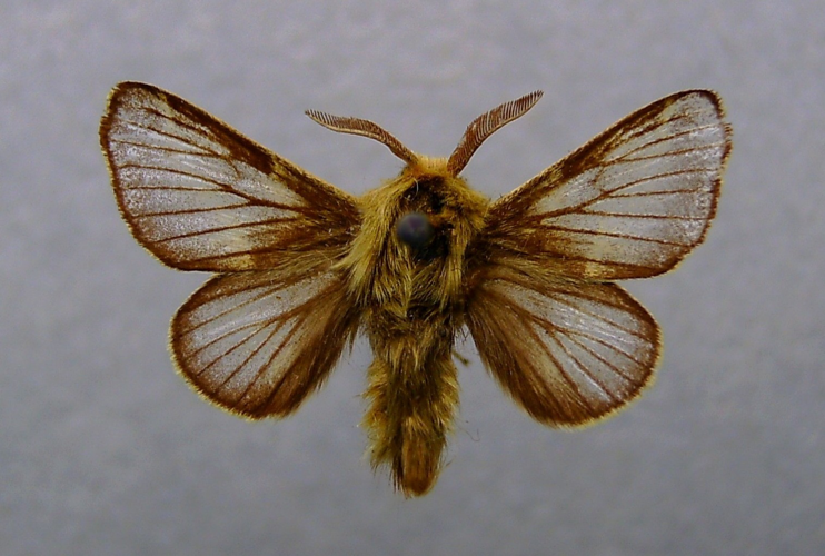 Malacosoma franconicum 01.JPG © Dumi