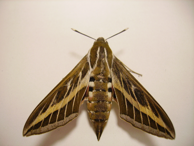 Hyles livornica.JPG © No machine-readable author provided. Muscari assumed (based on copyright claims).