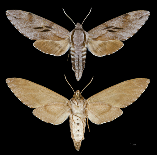 Sphinx pinastri MHNT female.jpg © Didier Descouens