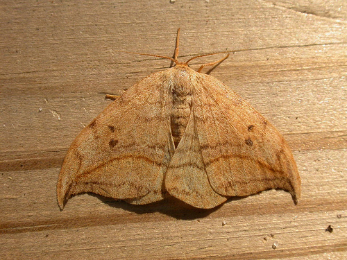 Drepana curvatula.jpg © dhobern