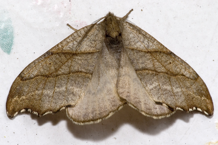 Falcaria.lacertinaria.7110.jpg © Olei