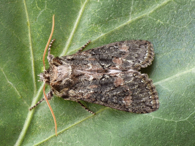 Polyploca.ridens.jpg © František ŠARŽÍK