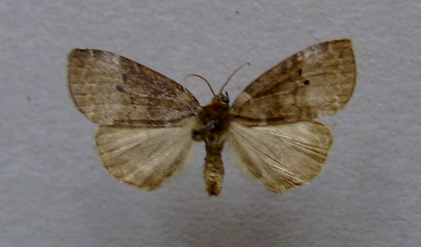 Ochropacha duplaris.jpg © Dumi