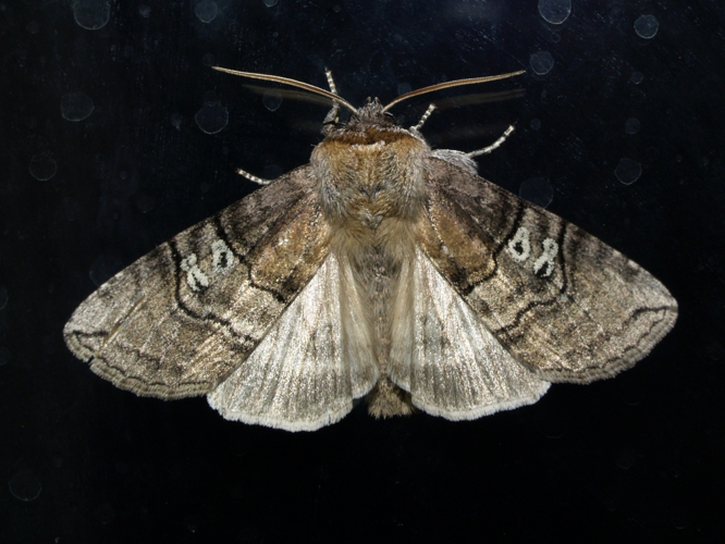 Tethea ocularis1.jpg © Fturmo