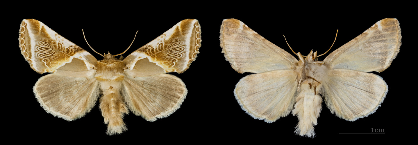 Habrosyne pyritoides MHNT.CUT.2012.0.356.Crest-Voland.jpg © Didier Descouens