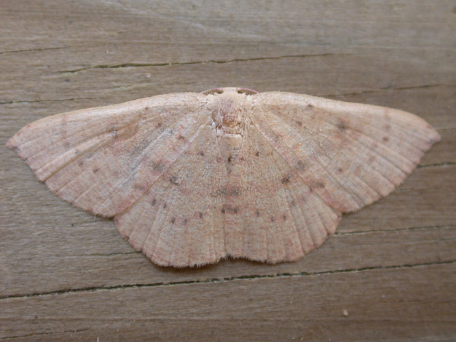 Cyclophora puppillaria.jpg © Donald Hobern
