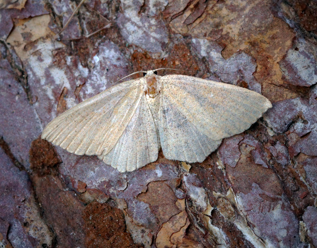 (1678a) Jersey Mocha (Cyclophora ruficiliaria) (30229577882).jpg © Ben Sale from UK