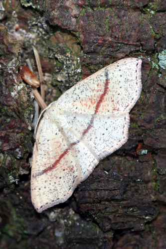 Cyclophora punctaria-01 (xndr).jpg © Svdmolen