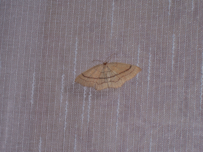 Motte in Tiflis1.jpg © Traubenberger