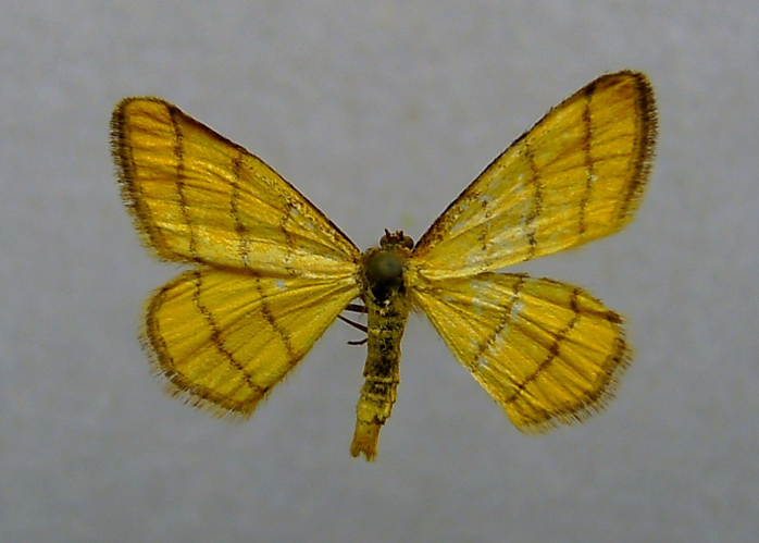 Idaea aureolaria.jpg © Dumi