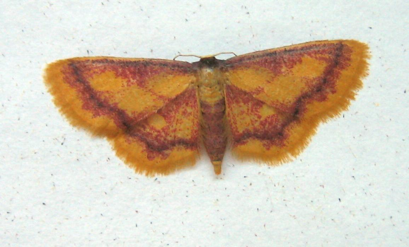 Idaea muricata.jpg © original uploader de:Benutzer:Engeser, uploaded to commons by Fvlamoen