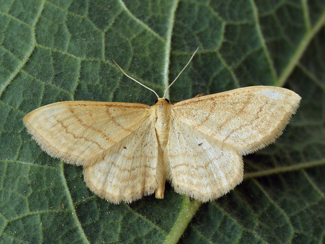 Idaea rufaria - Малая пяденица рыжая (26102011217).jpg © Ilia Ustyantsev from Russia