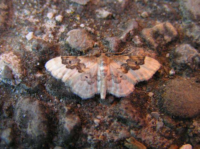 Idaea rusticata FvL.jpg © Fvlamoen