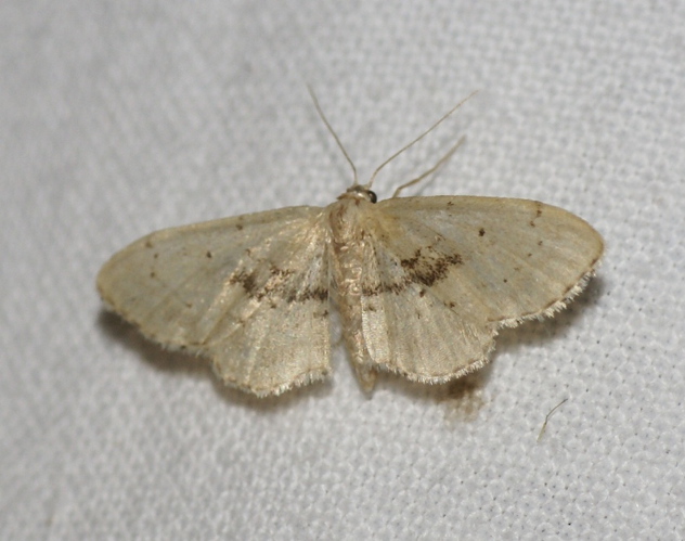 Idaea laevigata.jpg © Lymantria