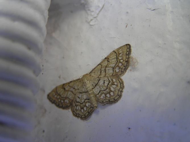 Idaea moniliata FvL.jpg © Fvlamoen