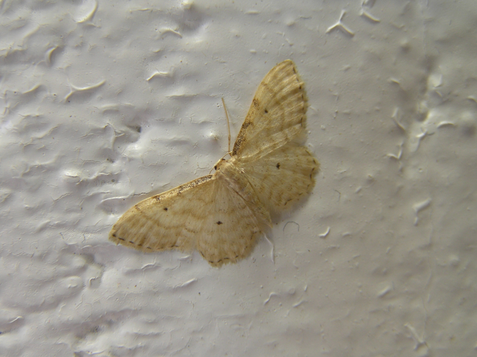 Idaea fuscovenosa FvL.jpg © Fvlamoen