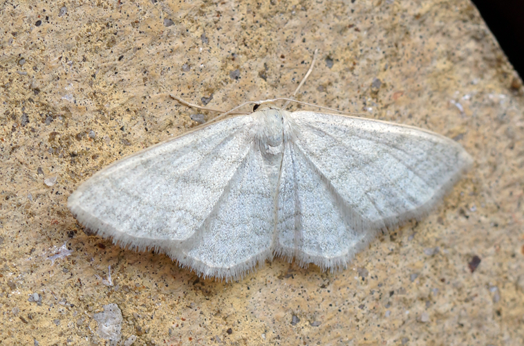 (1709) Satin Wave (Idaea subsericeata) (15002009297).jpg © Ben Sale from UK