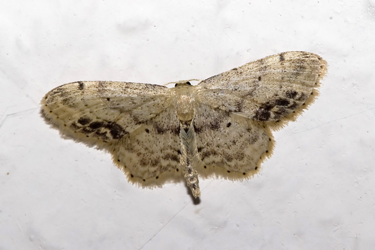 Idaea.dimidiata.7539.jpg © picture taken by Olaf Leillinger