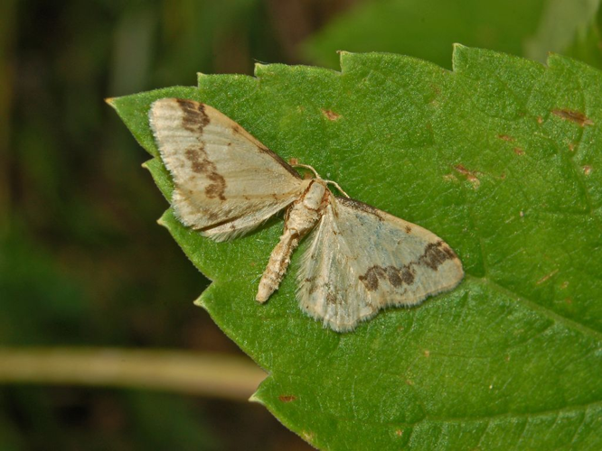 Geometridae - Idaea trigeminata.JPG © Hectonichus
