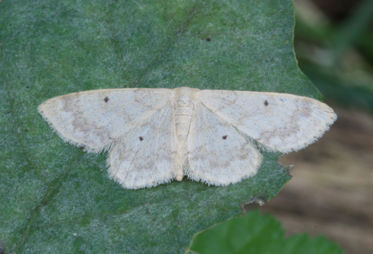 Idaea biselata-01 (xndr).jpg © No machine-readable author provided. Svdmolen assumed (based on copyright claims).