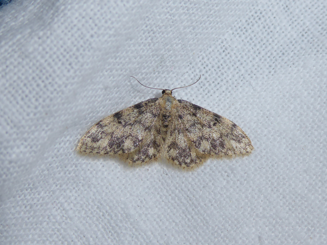 Idaea contiguaria Maso Filzerhof 01.jpg © Syrio