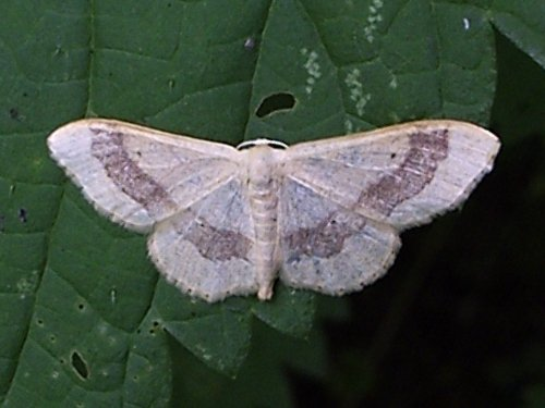 Idaea aversata.jpg © Photo by User:Monedula.