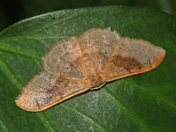 Geometridae - Idaea degeneraria.JPG © Hectonichus