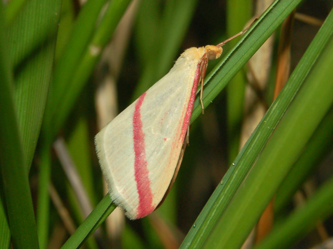 Geometridae - Rhodometra sacraria.JPG © Hectonichus