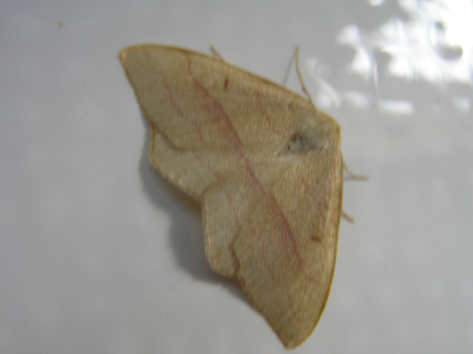 Rhodostrophia vibicaria FvL.jpg © Fvlamoen