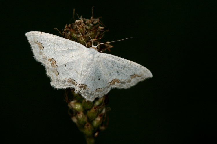 Scopula ornata.jpg © Didier from Sarreguemines, France