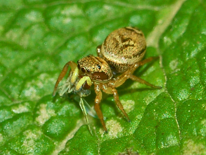Salticidae - Heliophanus tribulosus.JPG © Hectonichus
