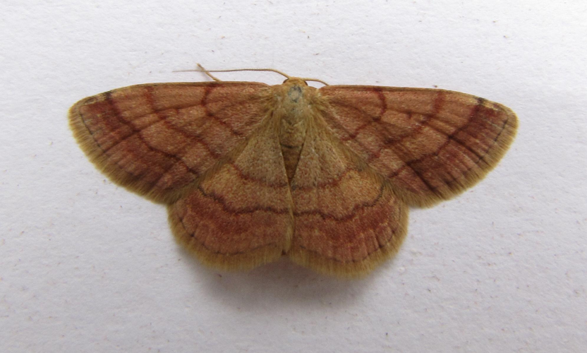 Scopula rubiginata.jpg © Engeser