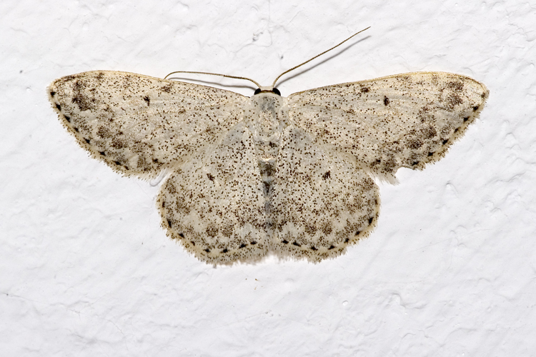 Scopula.marginepunctata.7283.jpg © Olei