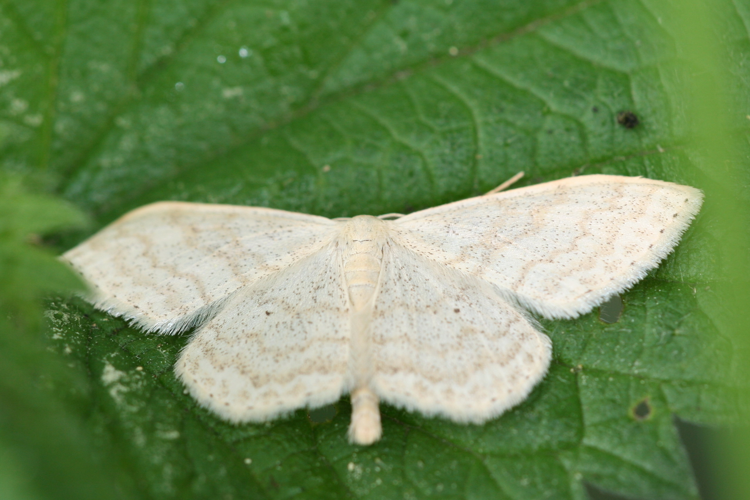 Scopula floslactata-01 (xndr).jpg © Svdmolen