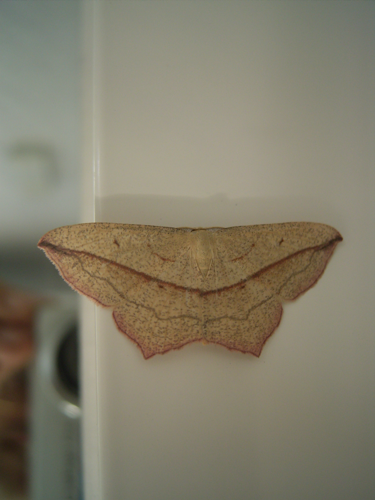 Timandra comae R0017994.JPG © Me