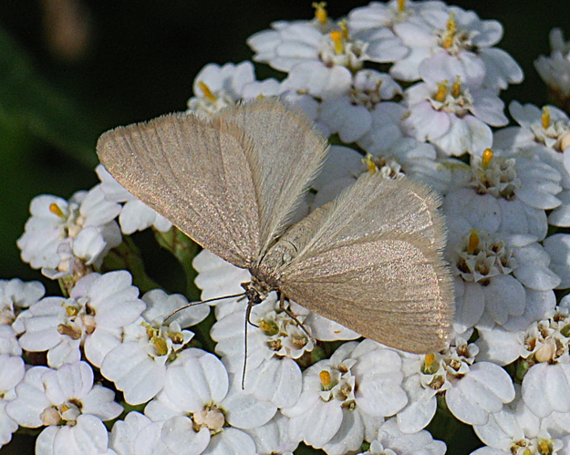 Minoa murinata 01.JPG © Siga