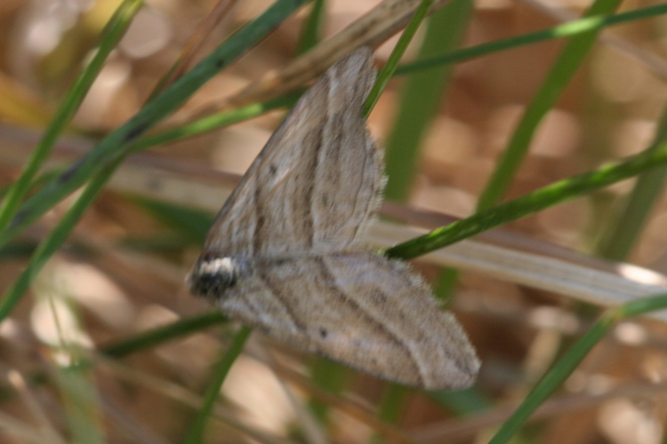 Phibalapteryx virgata.jpg © Svdmolen