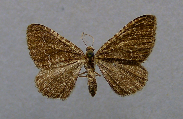 Cataclysme riguata.jpg © Dumi