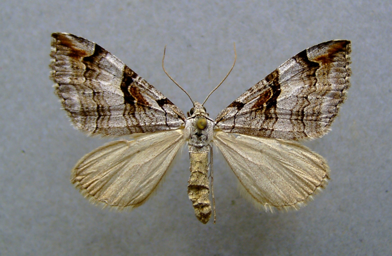 Aplocera praeformata.jpg © Dumi