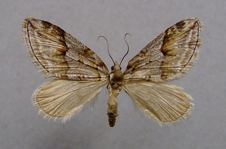 Chesias rufata.jpg © Dumi