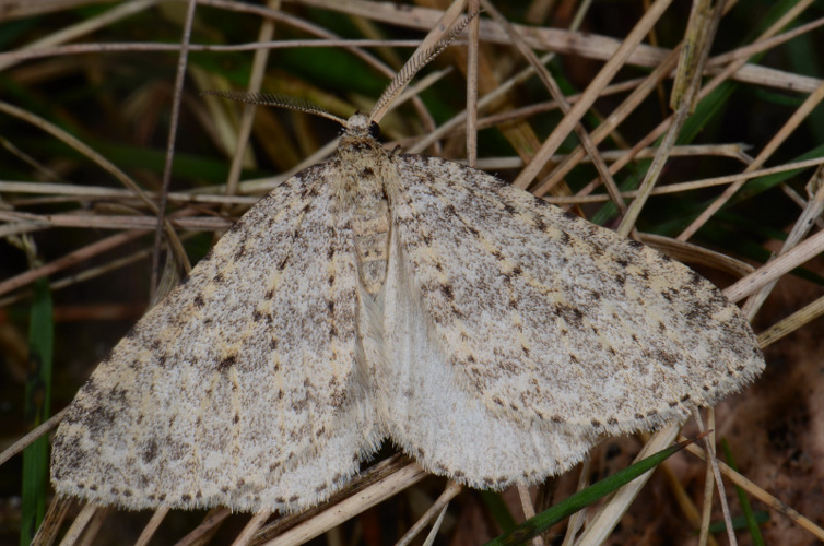 Colostygia multistrigaria.jpg © Lymantria