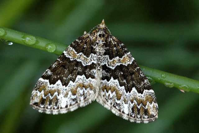 Electrophaes.corylata.jpg © James K. Lindsey
