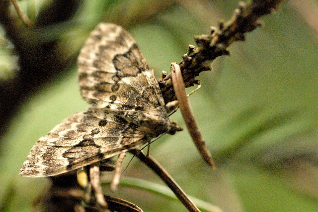 Thera.variata.jpg © James K. Lindsey