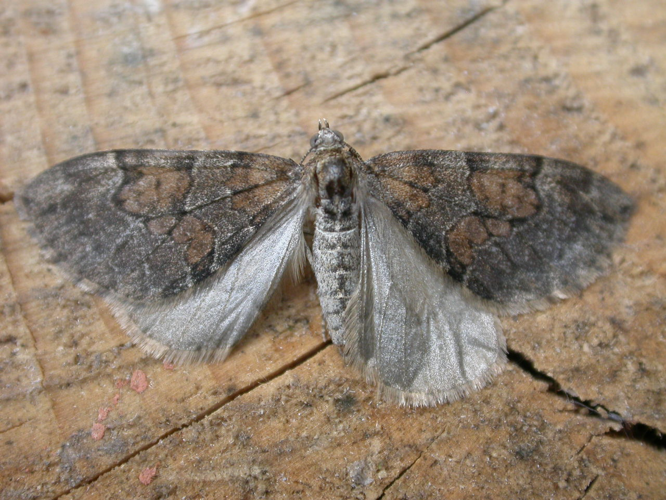 Thera obeliscata2.jpg © Donald Hobern