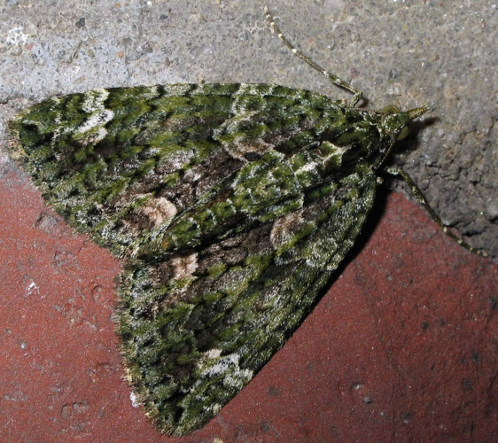 Chloroclysta siterata 9228.jpg © Soebe