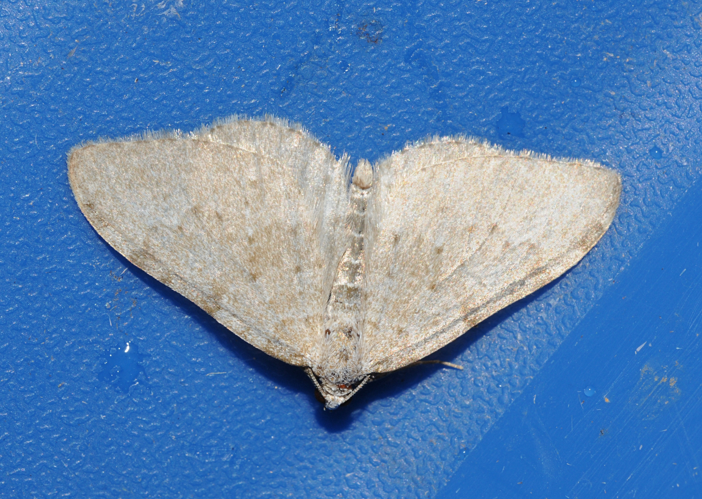 Nebula achromaria Buchstein01.JPG © Kulac